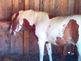ferda-welsch pony.jpg